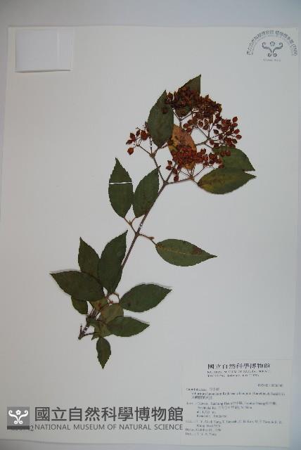 長橢圓葉莢迷藏品圖，第1張