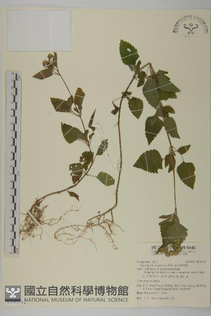 紫花霍香薊藏品圖，第1張