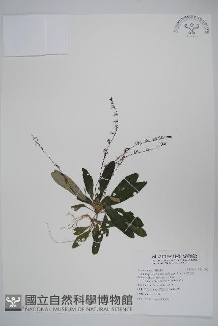 哈哼花藏品圖，第1張