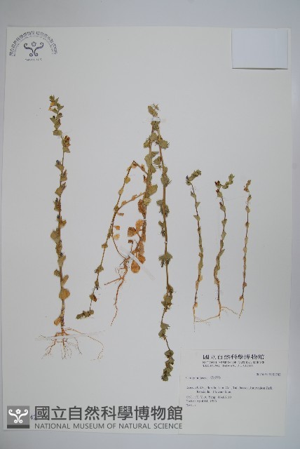 登錄號:S031742藏品圖，第1張