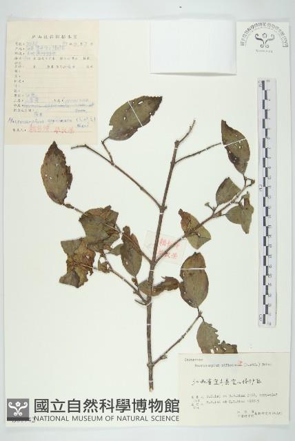 山茱萸藏品圖，第1張