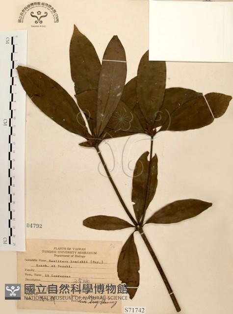 五掌楠藏品圖，第1張