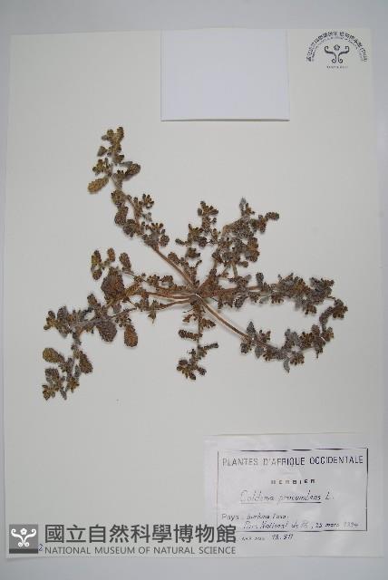 臥莖同籬生果草藏品圖，第1張