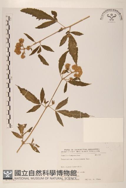 臺灣澤蘭藏品圖，第1張