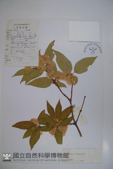 雲南雙盾木藏品圖，第1張