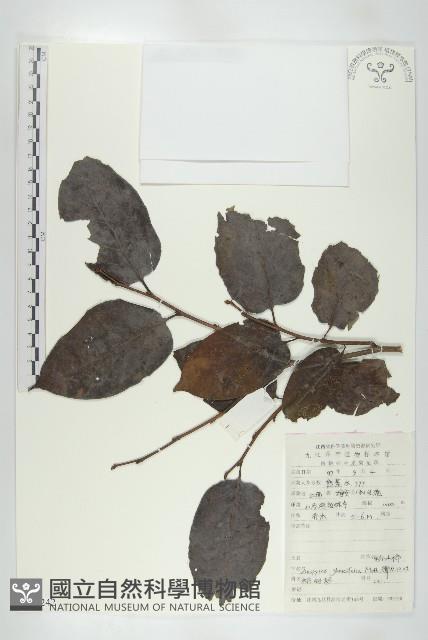 浙江柿藏品圖，第1張