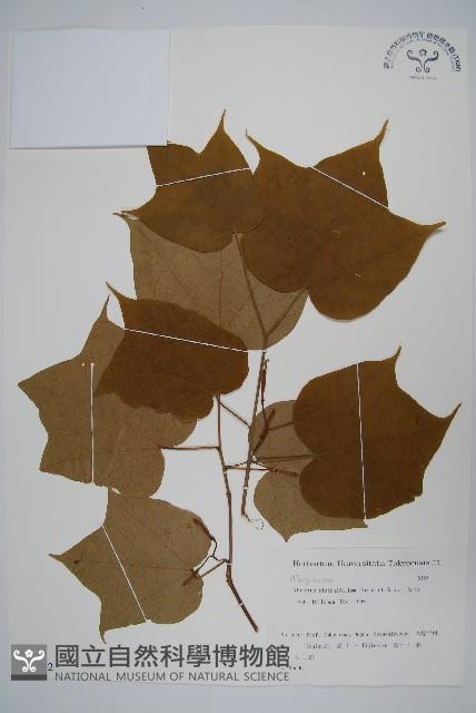 八角楓藏品圖，第1張