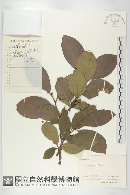 柿、柿仔、紅柿藏品圖，第1張