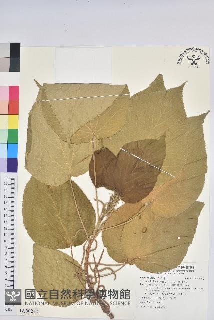 鋪地蝙蝠草藏品圖，第1張