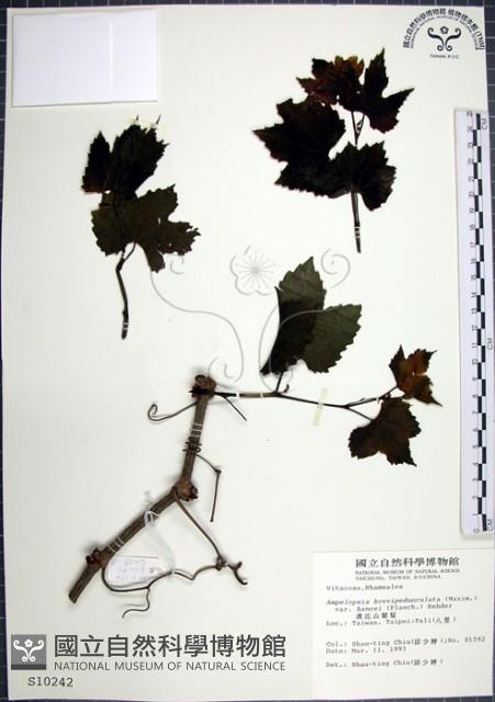 漢氏山葡萄藏品圖，第1張