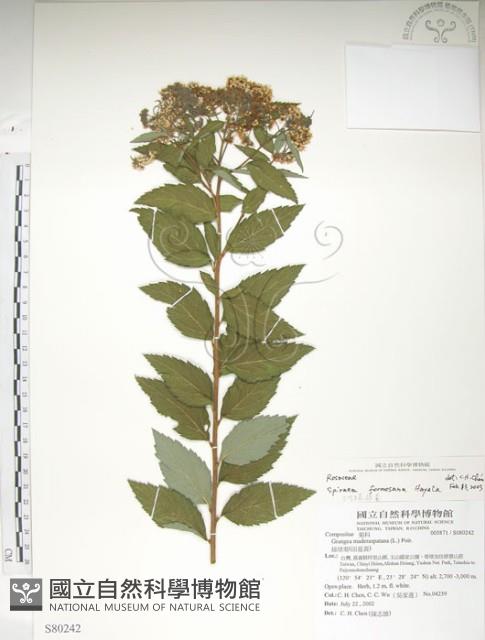 臺灣繡線菊藏品圖，第1張