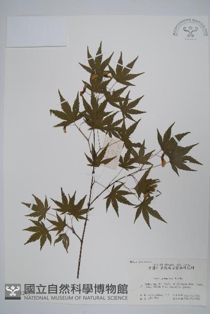 雞爪槭藏品圖，第1張