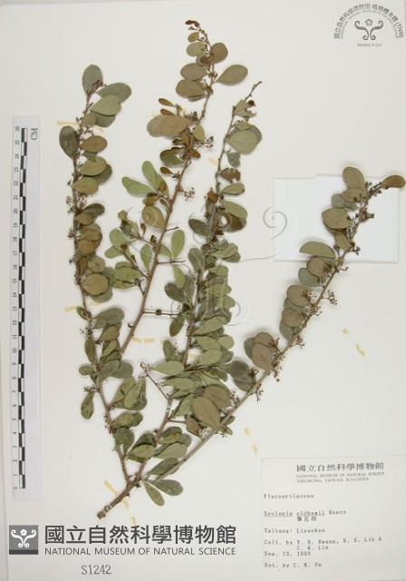 北仲, 刺裸實藏品圖，第1張