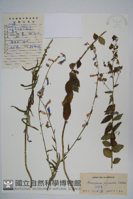 石沙參藏品圖，第1張