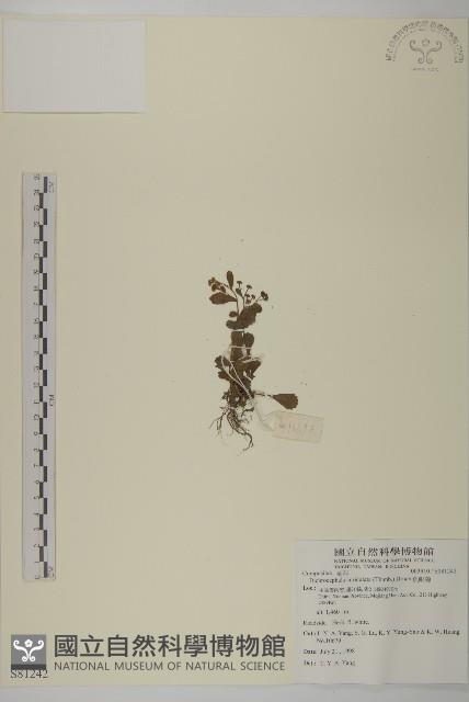 魚眼菊藏品圖，第1張