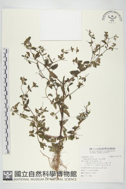 豨簽藏品圖，第1張