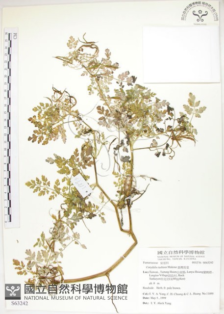 臺灣黃菫藏品圖，第1張