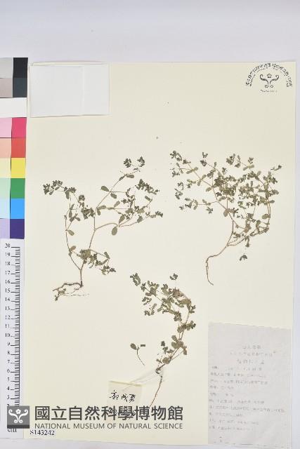 地錦藏品圖，第1張