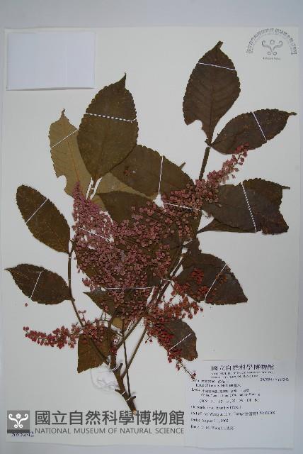 鹽膚木藏品圖，第1張