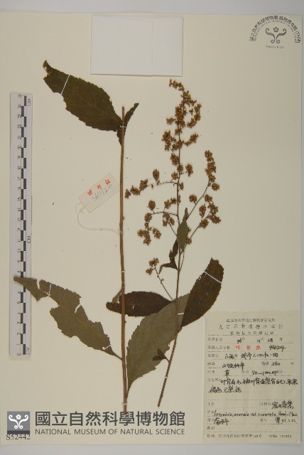 密毛奇蒿藏品圖，第1張