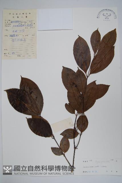 保亭鱔藤藏品圖，第1張