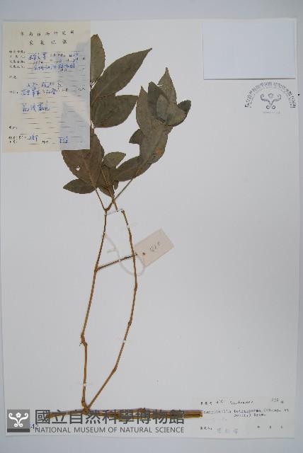 黃瓊草藏品圖，第1張