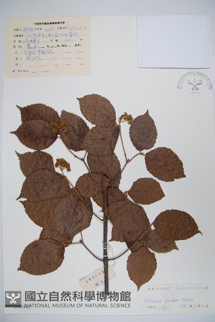 南方莢迷藏品圖，第1張