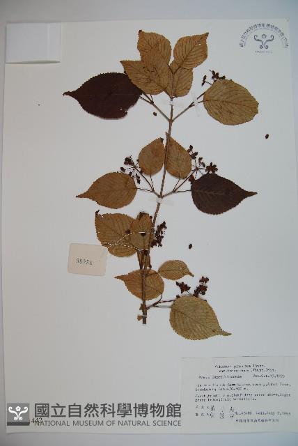 蝴蝶莢迷藏品圖，第1張