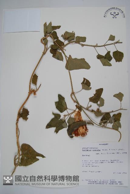 登錄號:S051442藏品圖，第1張