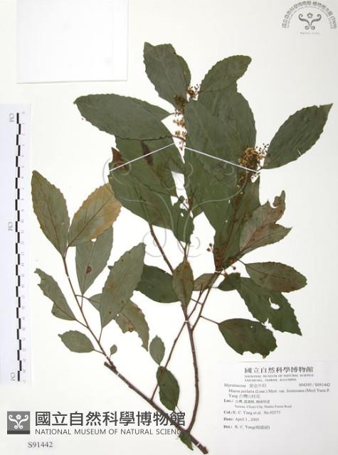 台灣山桂花藏品圖，第1張