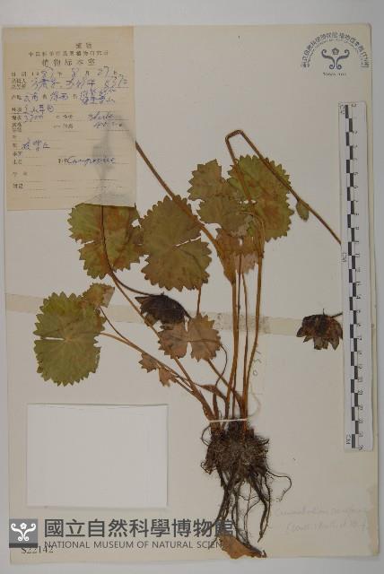 鐘花垂頭菊藏品圖，第1張