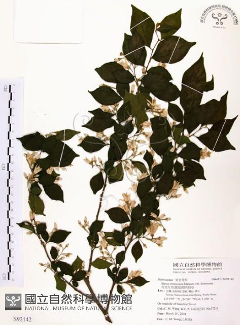 烏皮九芎、奮起湖野茉莉藏品圖，第1張