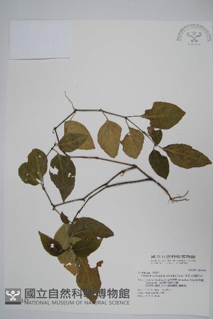 長花九頭獅子草、山藍藏品圖，第1張