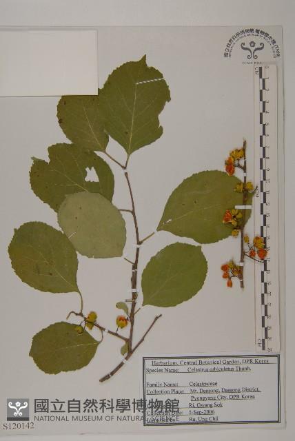 南蛇藤藏品圖，第1張