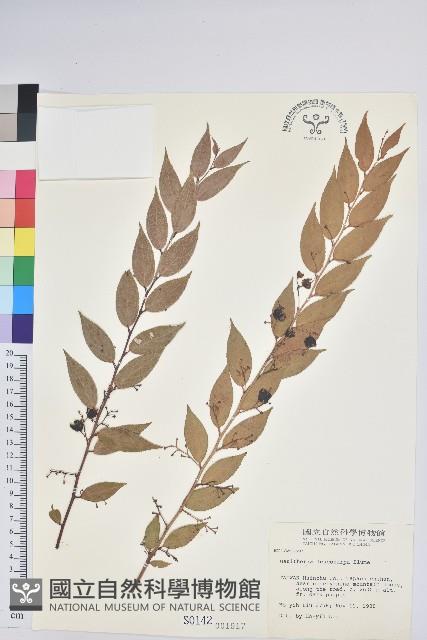 白果白珠藏品圖，第1張