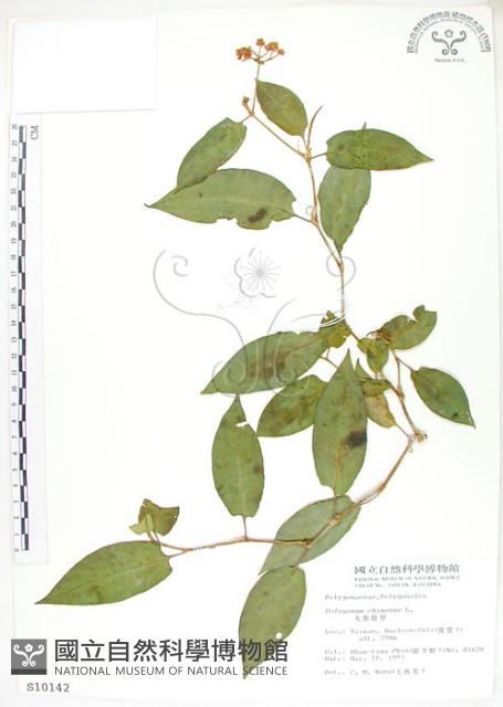 火炭母草、清飯藤藏品圖，第1張