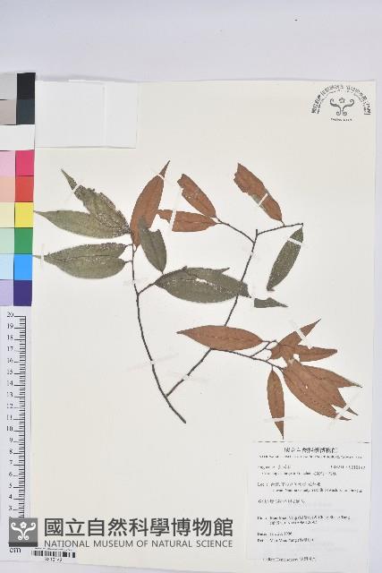 火燒柯、栲樹藏品圖，第1張