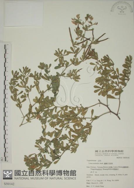 蘭嶼百脈根藏品圖，第1張