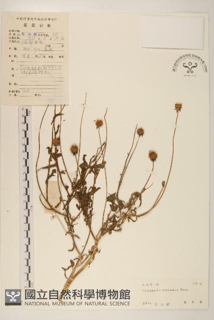 天人菊藏品圖，第1張