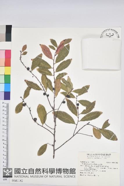 蒺藜草藏品圖，第1張