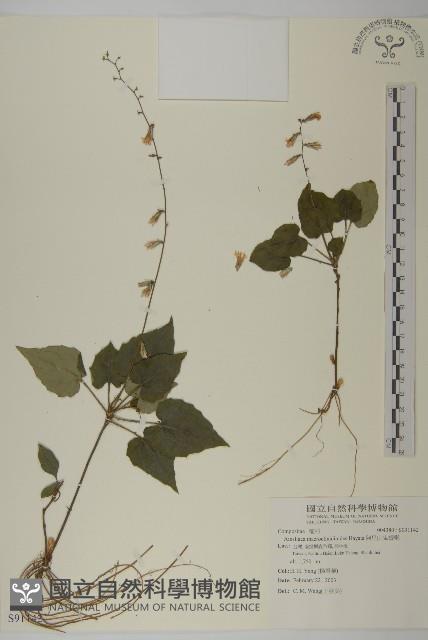 阿里山鬼督郵藏品圖，第1張