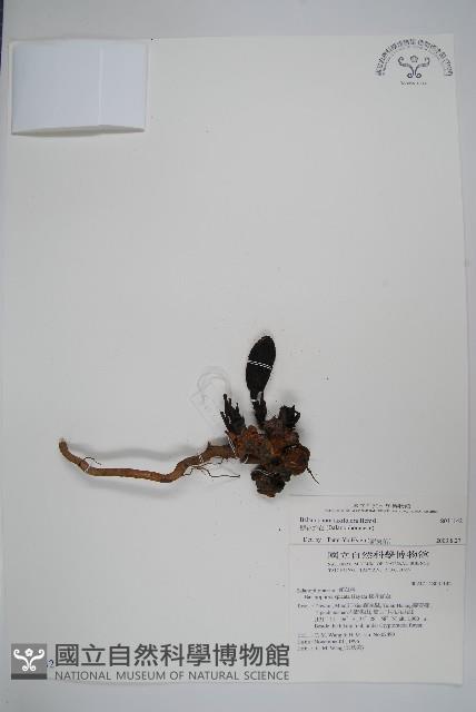 穗花蛇菰藏品圖，第1張