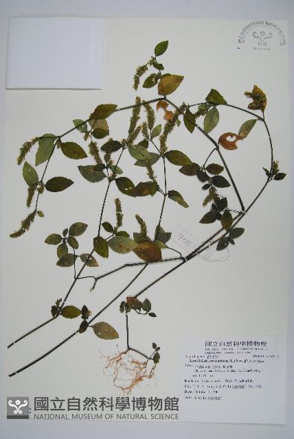 爵床、六角英藏品圖，第1張