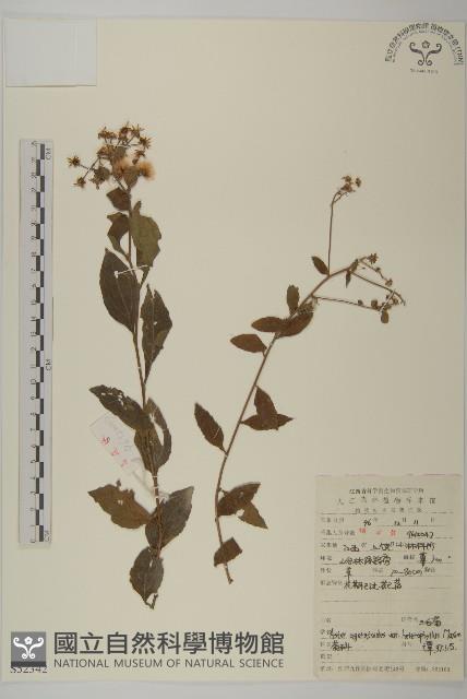 三脈紫菀異葉變種藏品圖，第1張