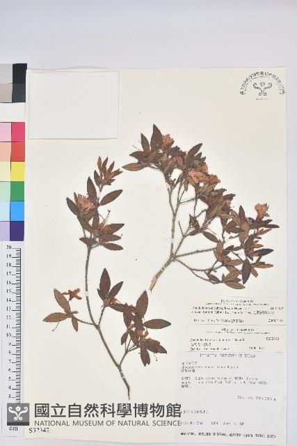 台灣高山杜鵑藏品圖，第1張