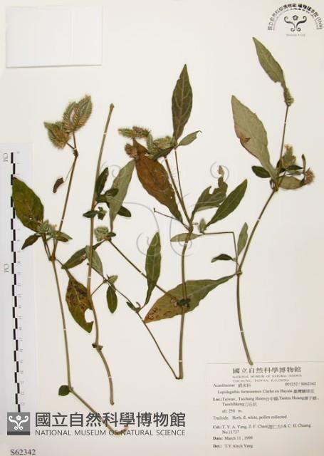 臺灣鱗球花藏品圖，第1張