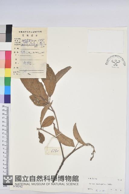 燈籠草藏品圖，第1張