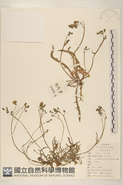 兔仔菜藏品圖，第1張