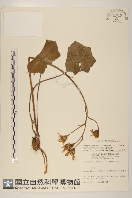 臺灣山菊藏品圖，第1張