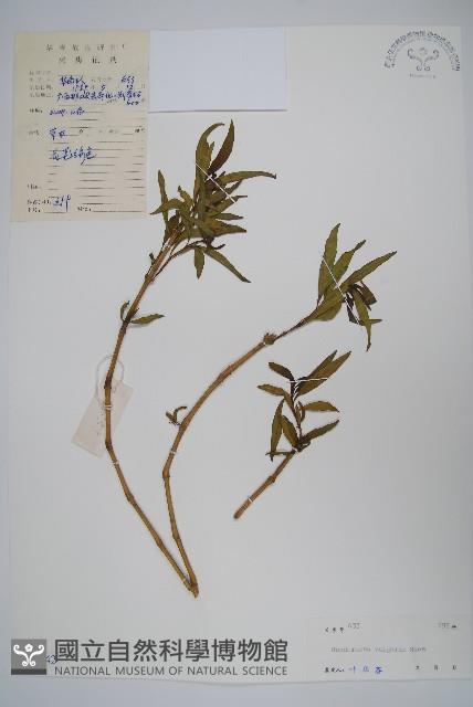 小駁骨丹、尖尾鳳藏品圖，第1張